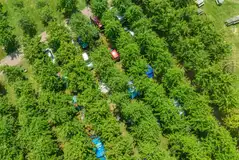 Birdseye view of the orchard pitches