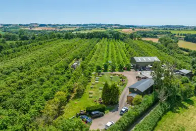 Dorset Nectar Cider Farm Orchard Campsite