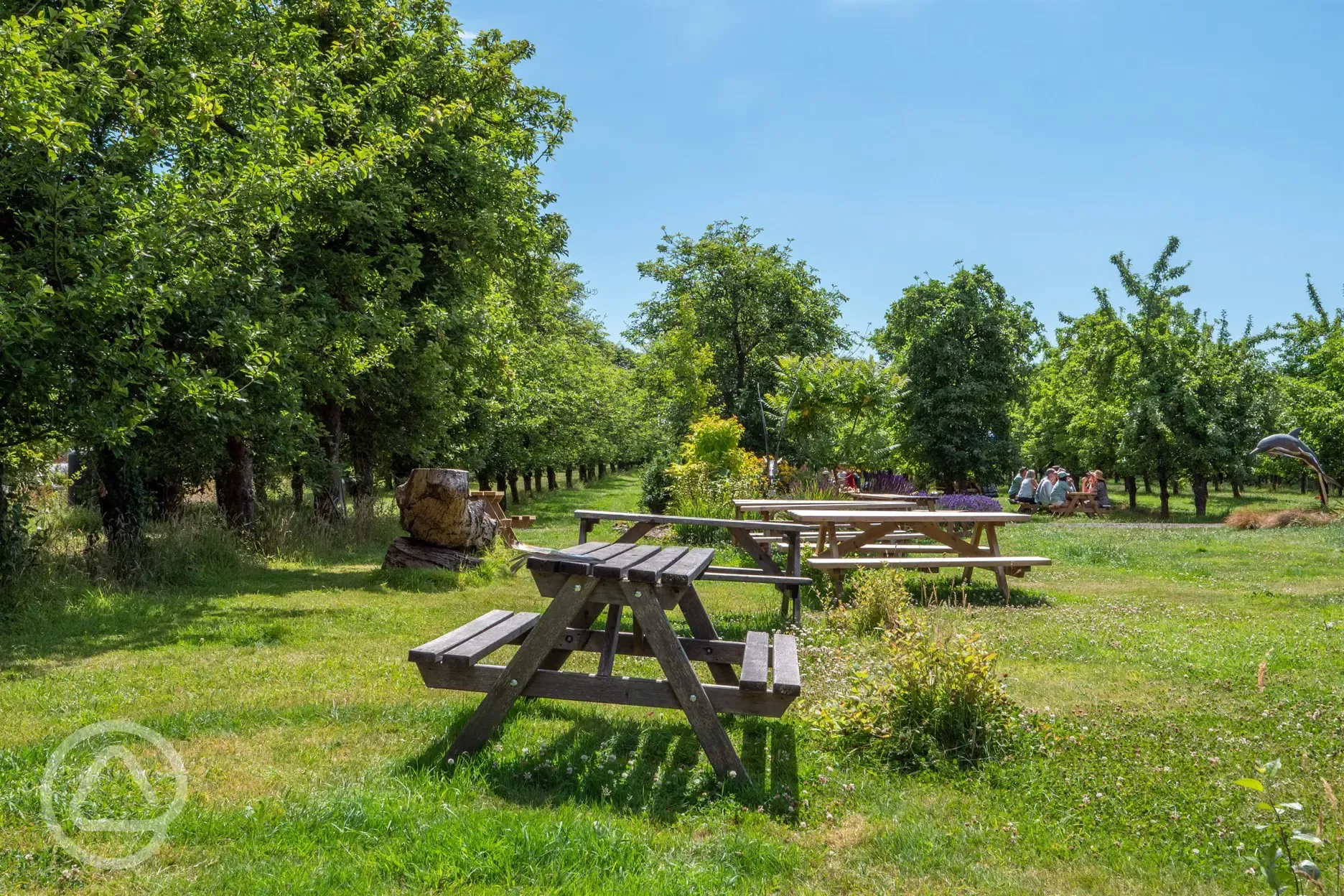 Picnic benches by the orchard