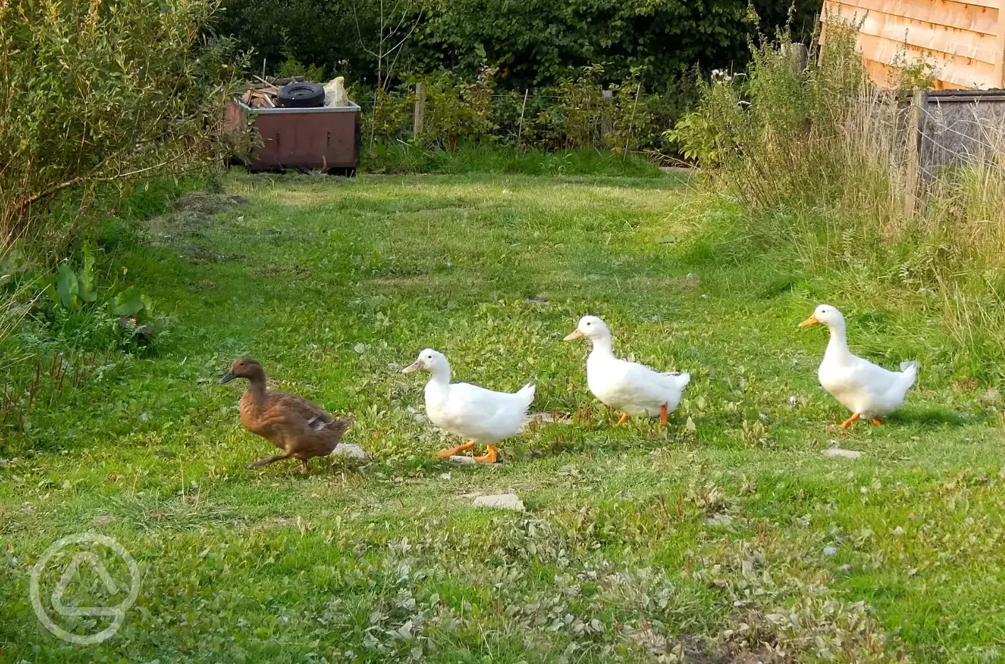 Onsite ducks