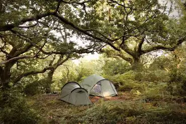 Woodland tent pitch