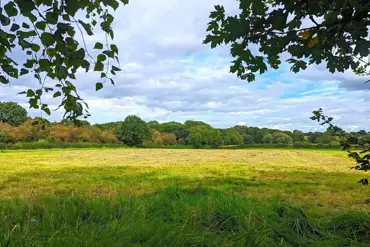 Grass pitches 