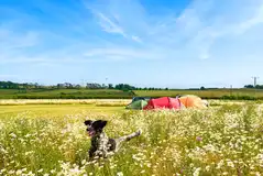 Dog friendly grass pitches at Rowbury Farm Camping