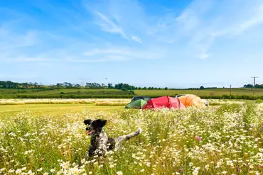 Dog friendly grass pitches at Rowbury Farm Camping