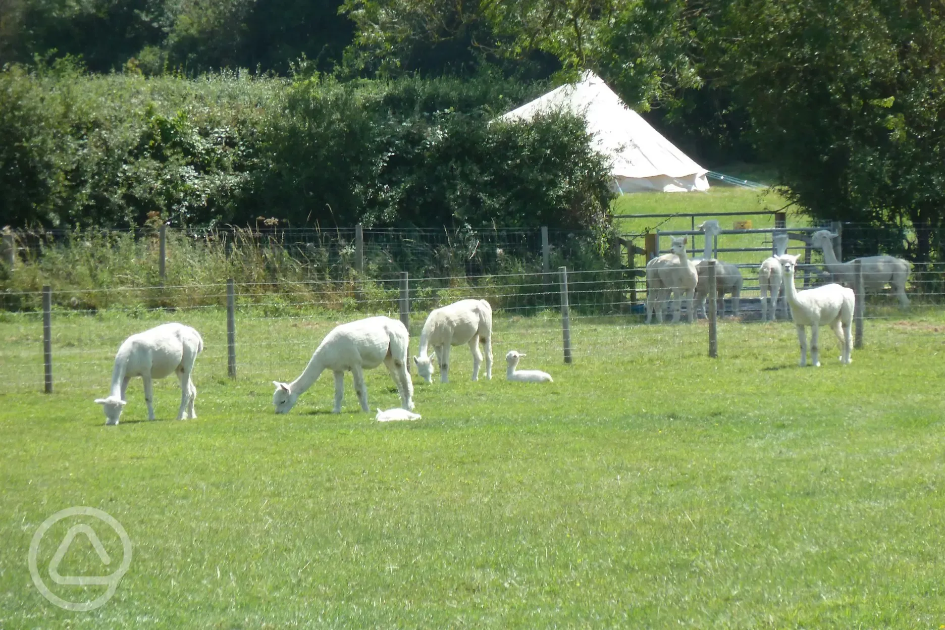 Wiltshire Glamping in a meadow among the Alpacas