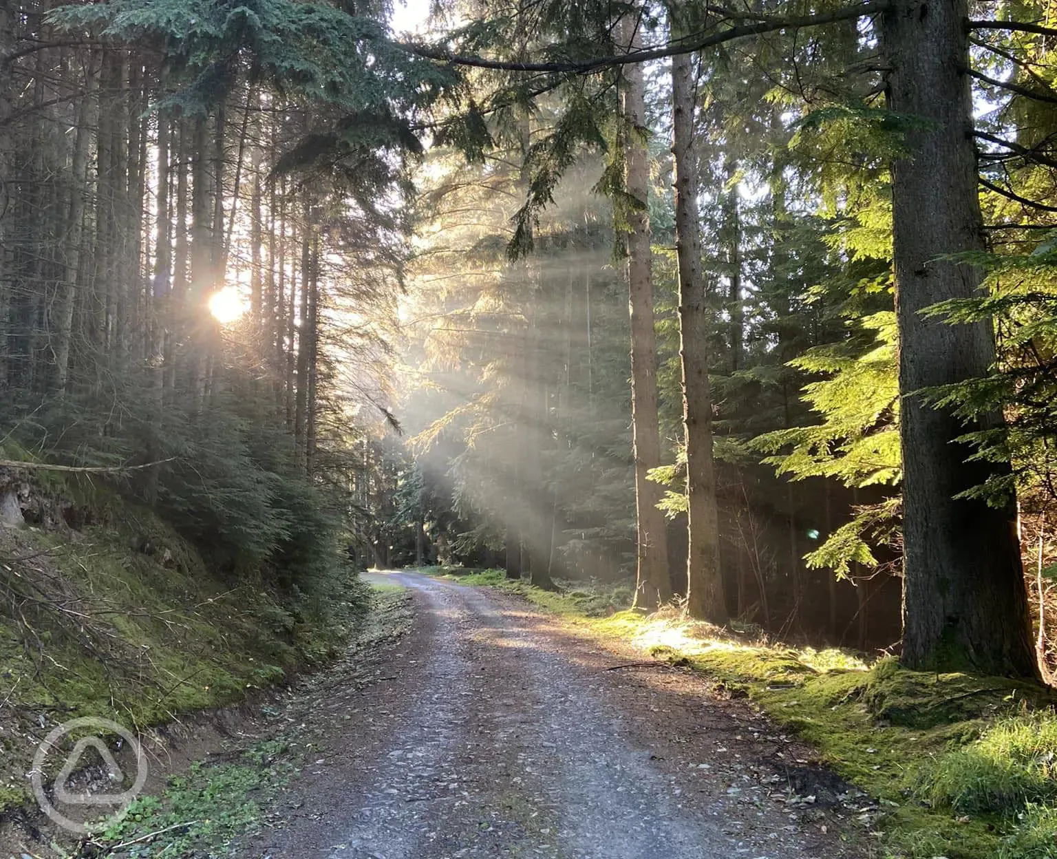 Nearby forest walk