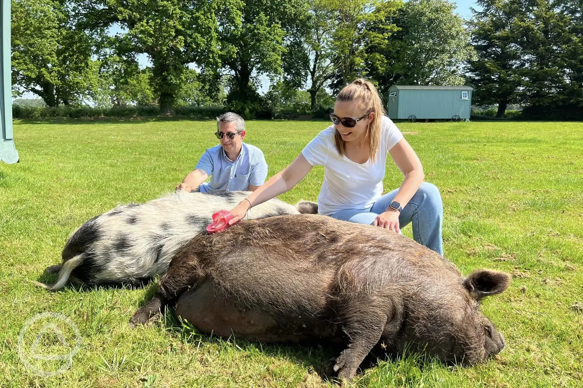 Animal Therapy 