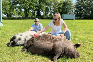 Animal therapy 