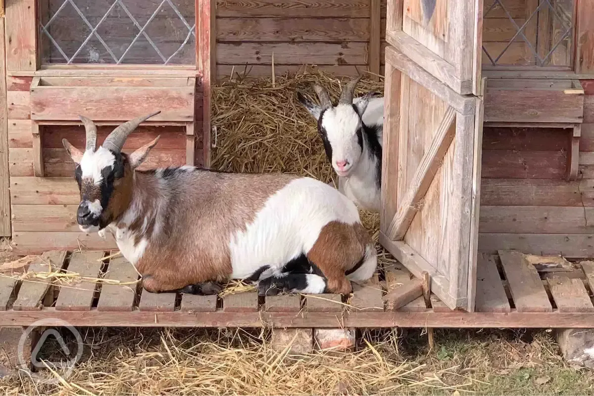 Goats