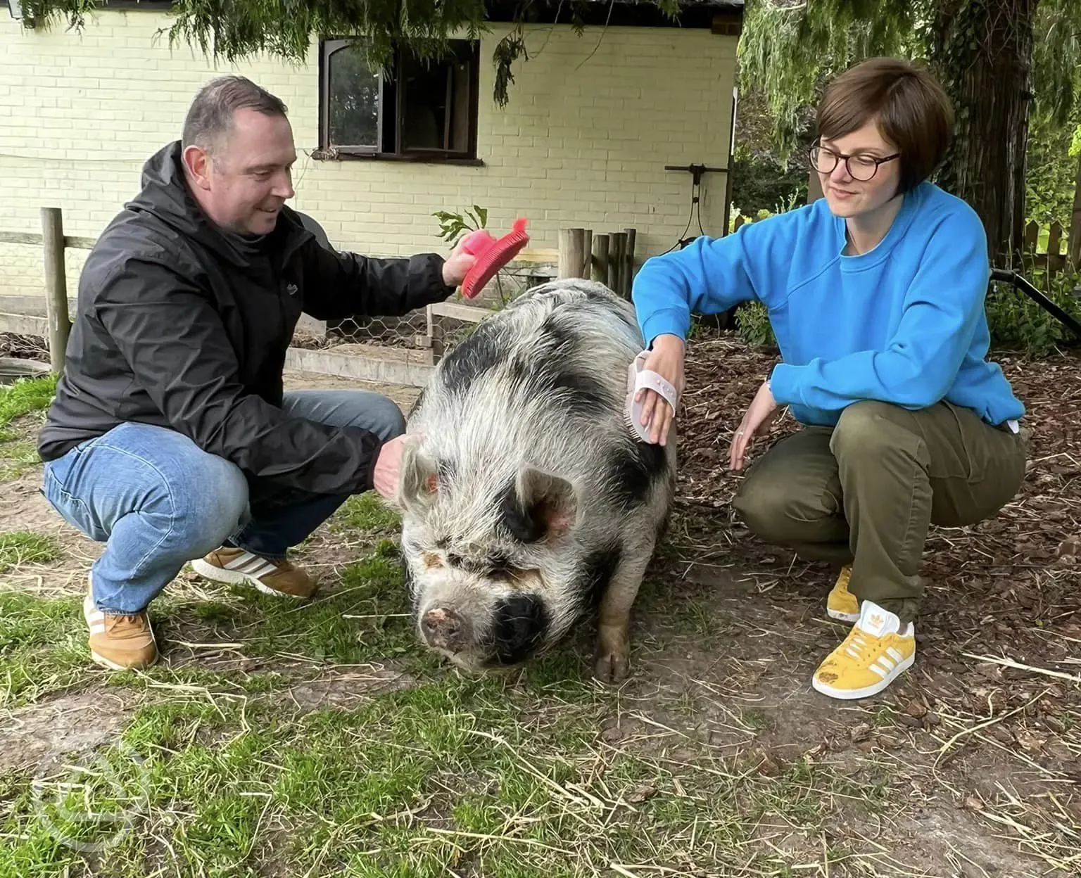 Animal therapy 