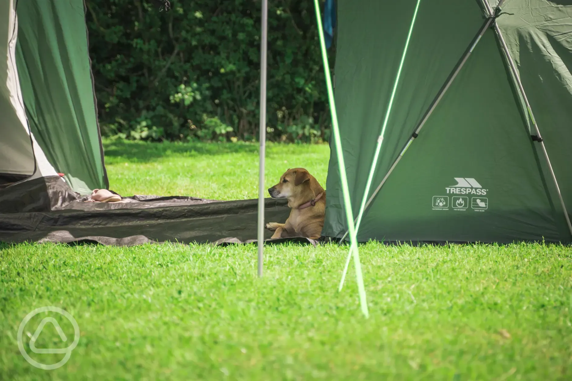 Dog friendly non electric pitches