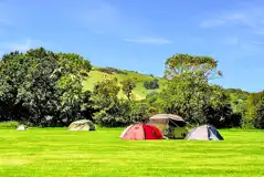 Tents on non electric grass pitches at Bramley Park Camping Tents on non electric grass pitches at Bramley Park Camping