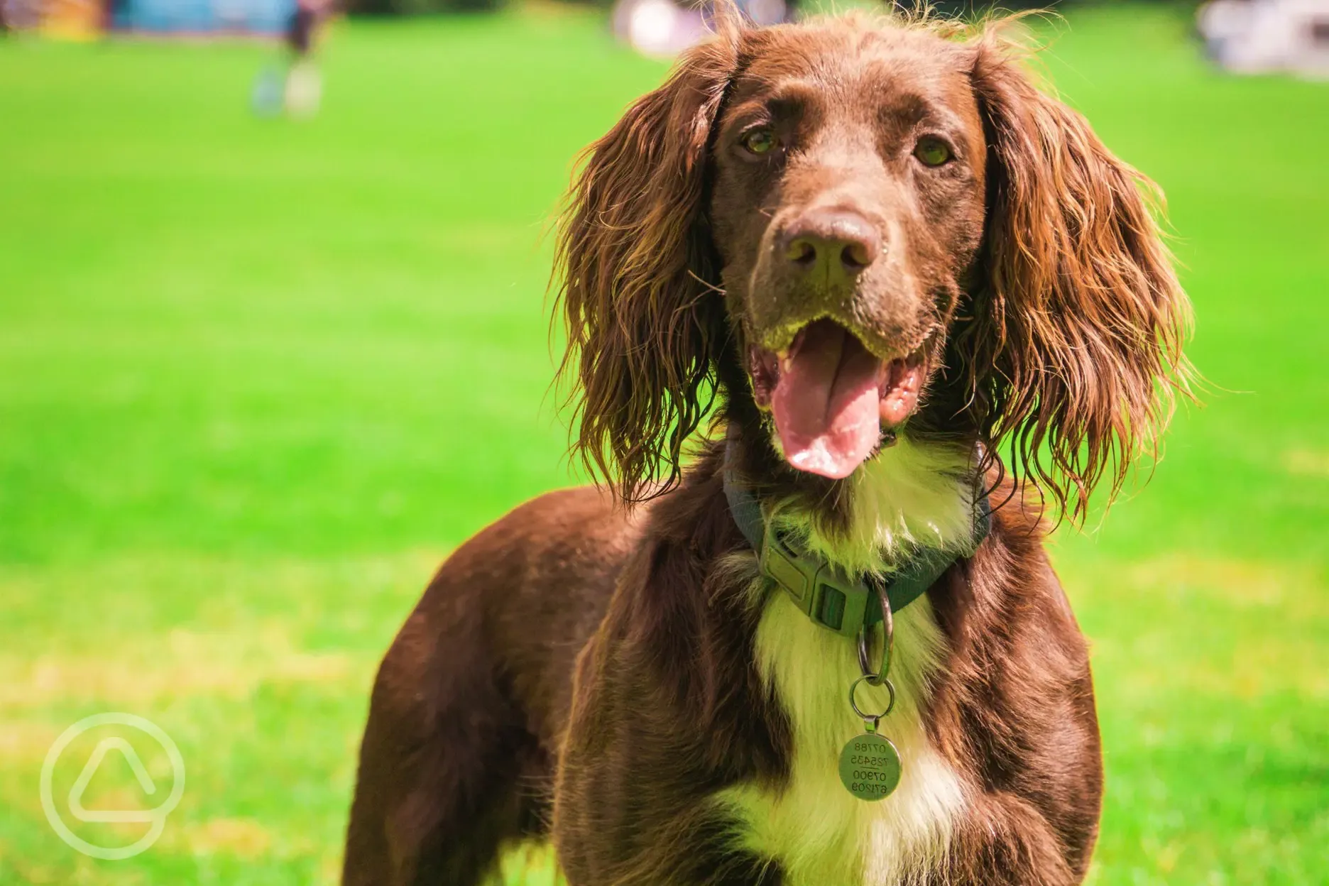 Dog friendly non electric pitches
