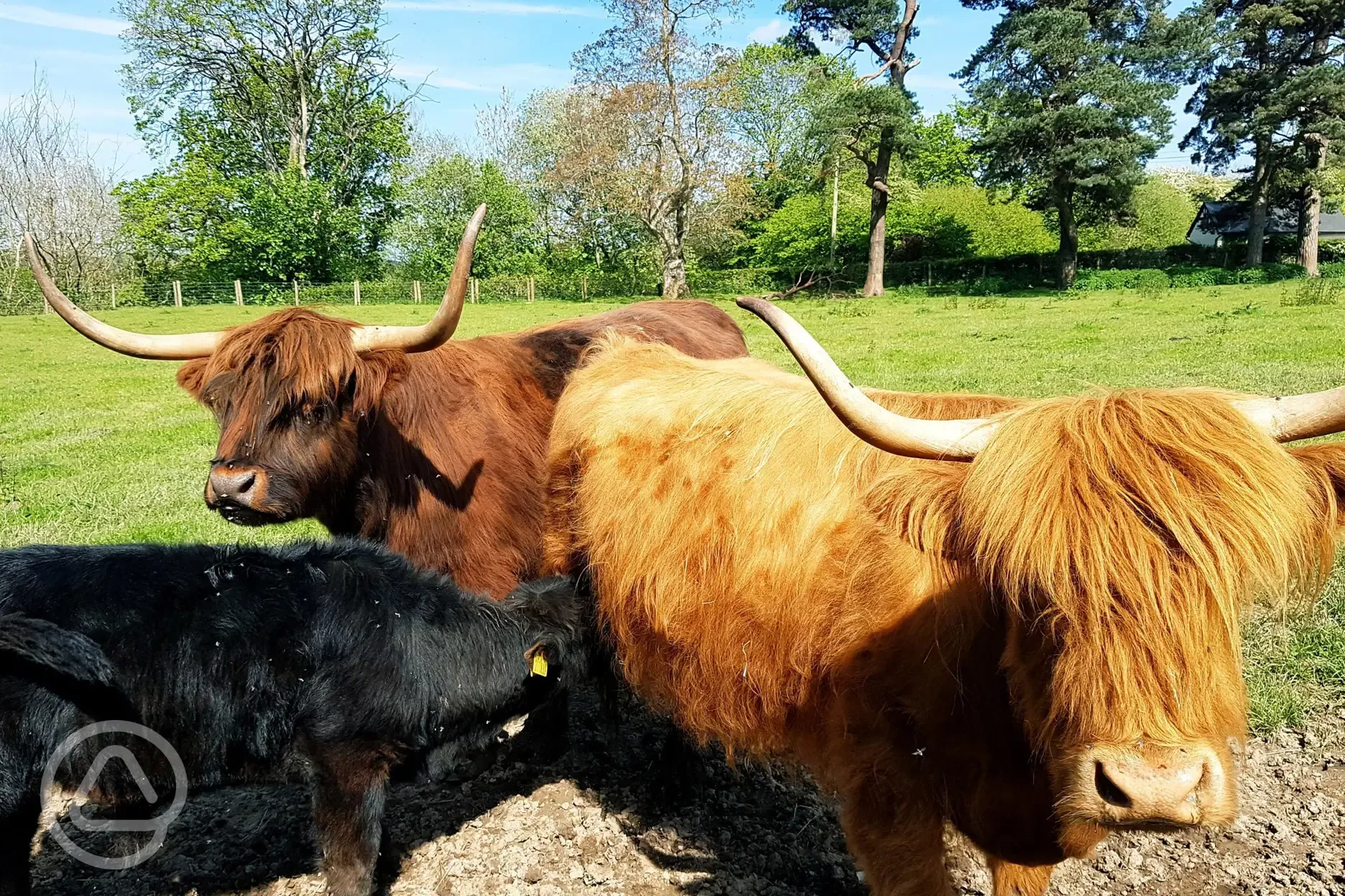 Local Highland cattle