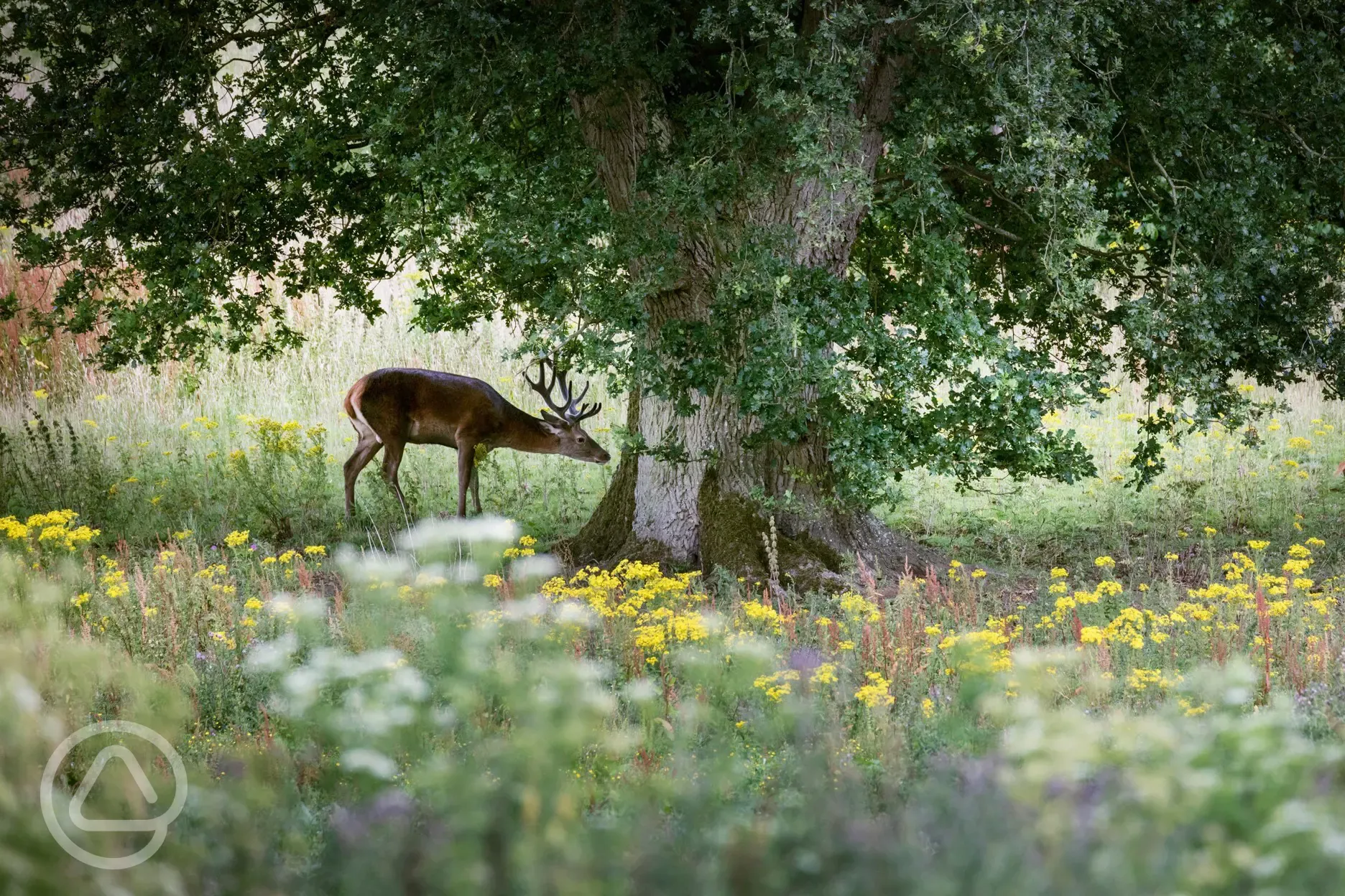 Stag