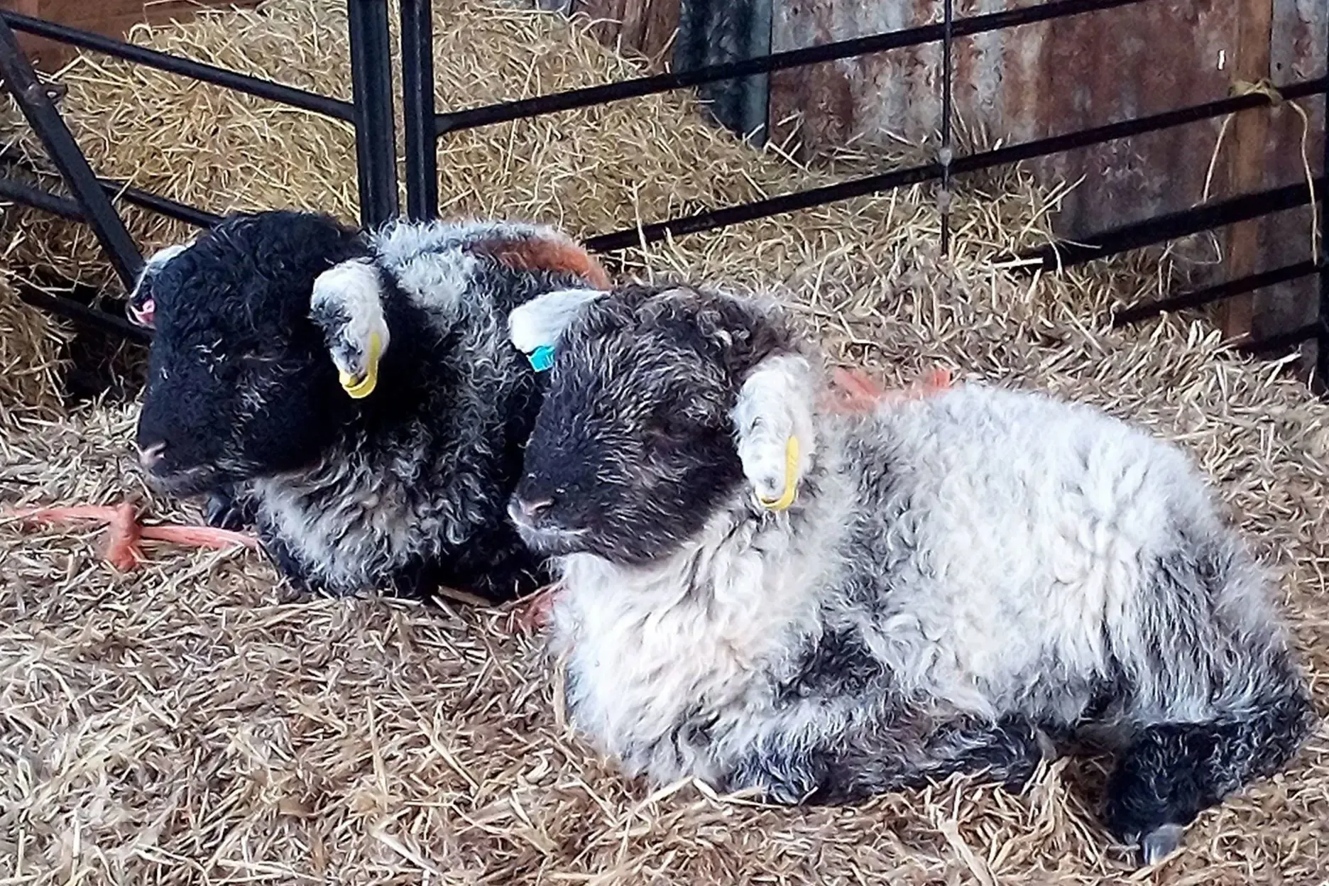 Lambs on the farm