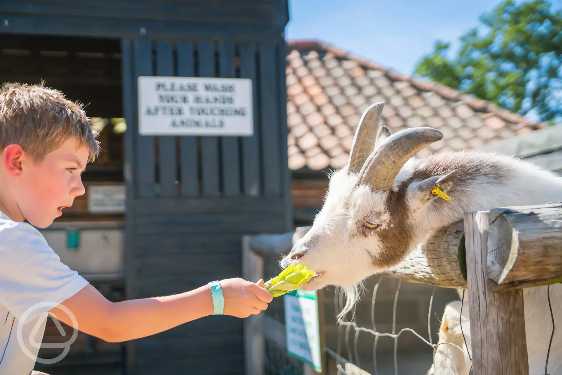 Feeding the animals