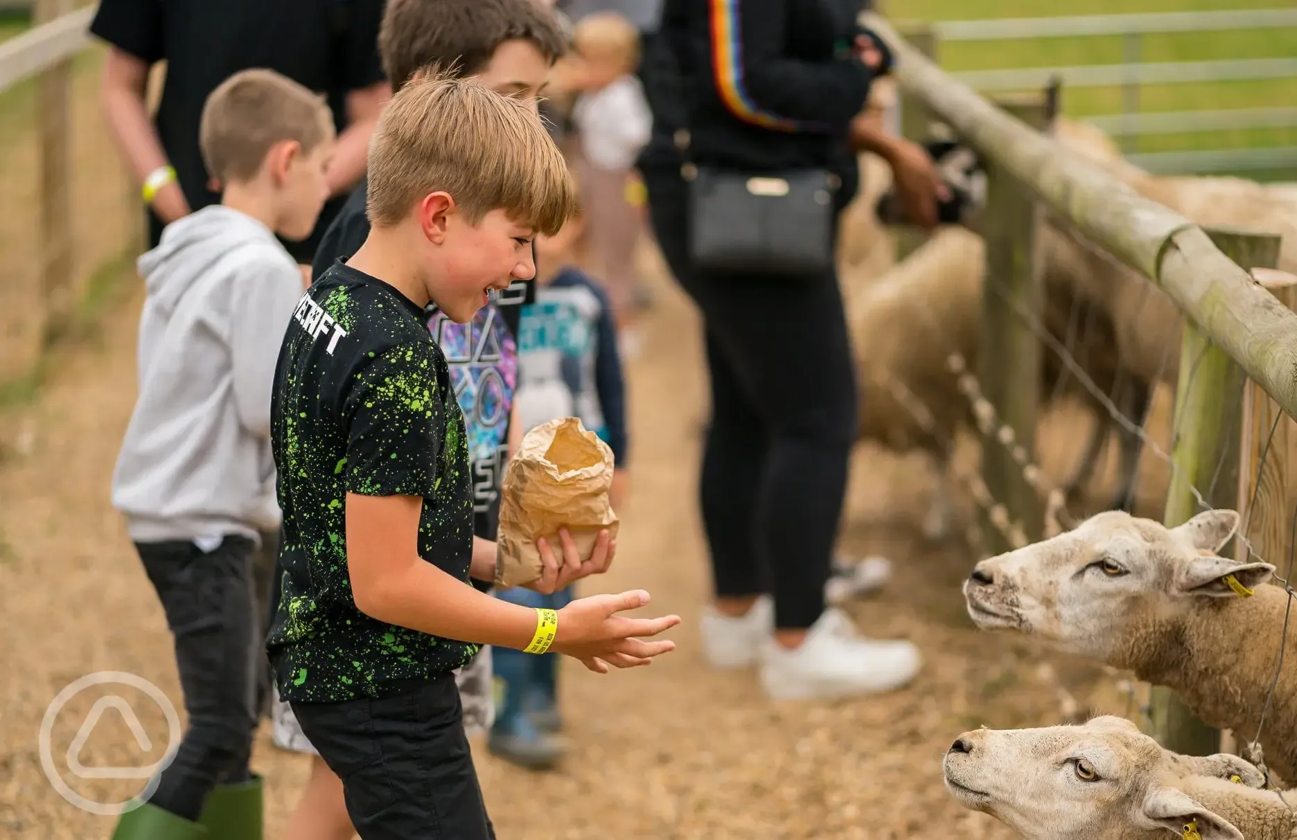 Feeding the sheep