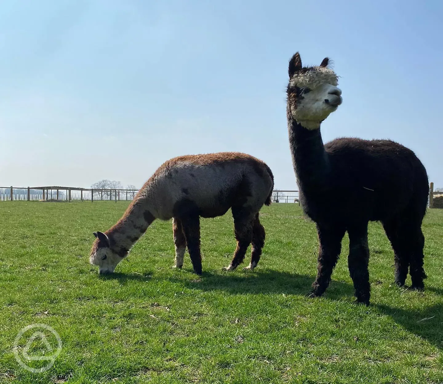 Alpacas 