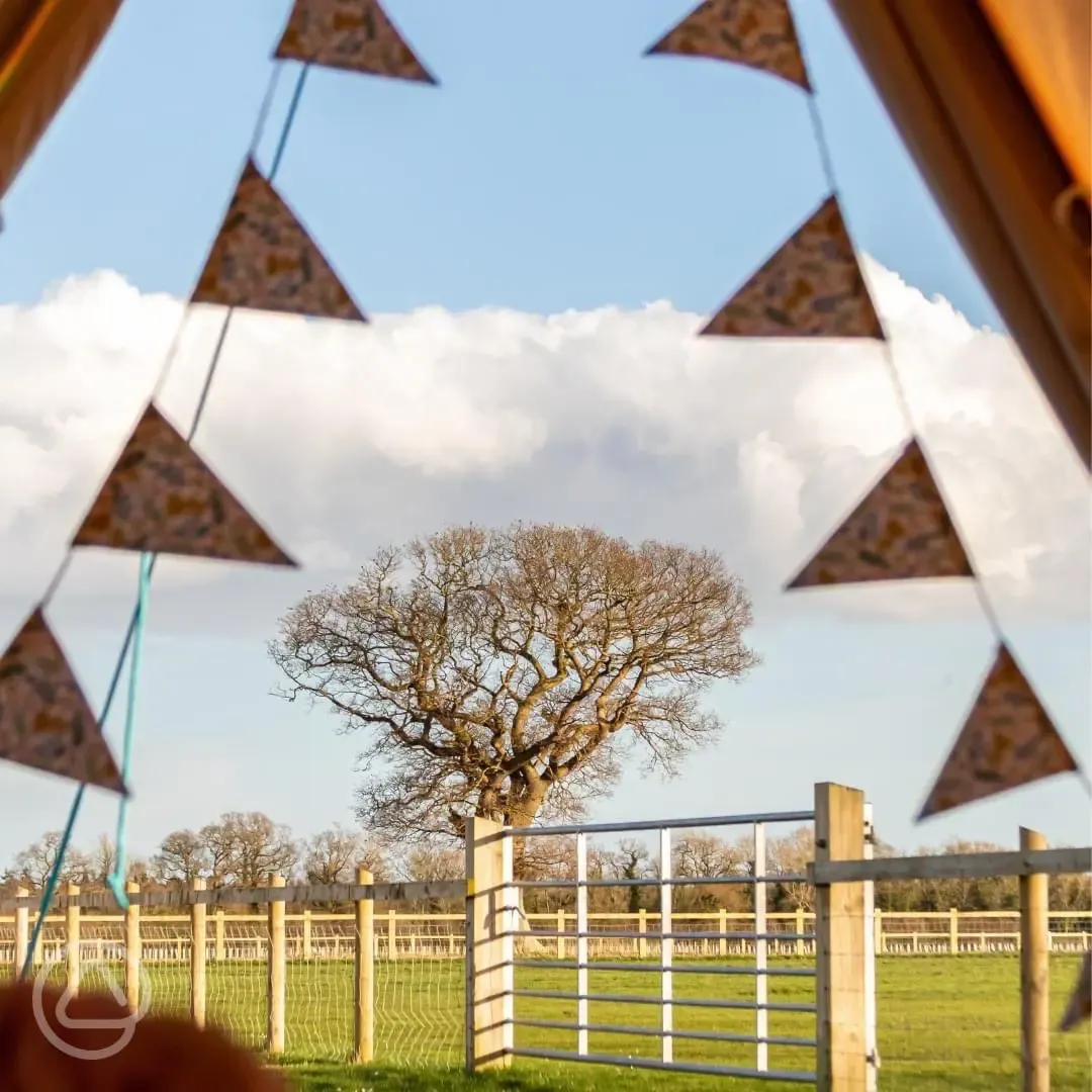 View from the bell tent