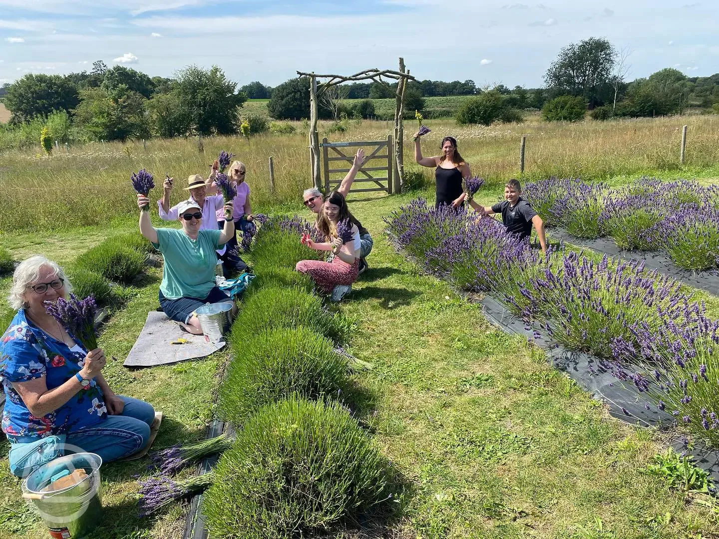 Lavender farm