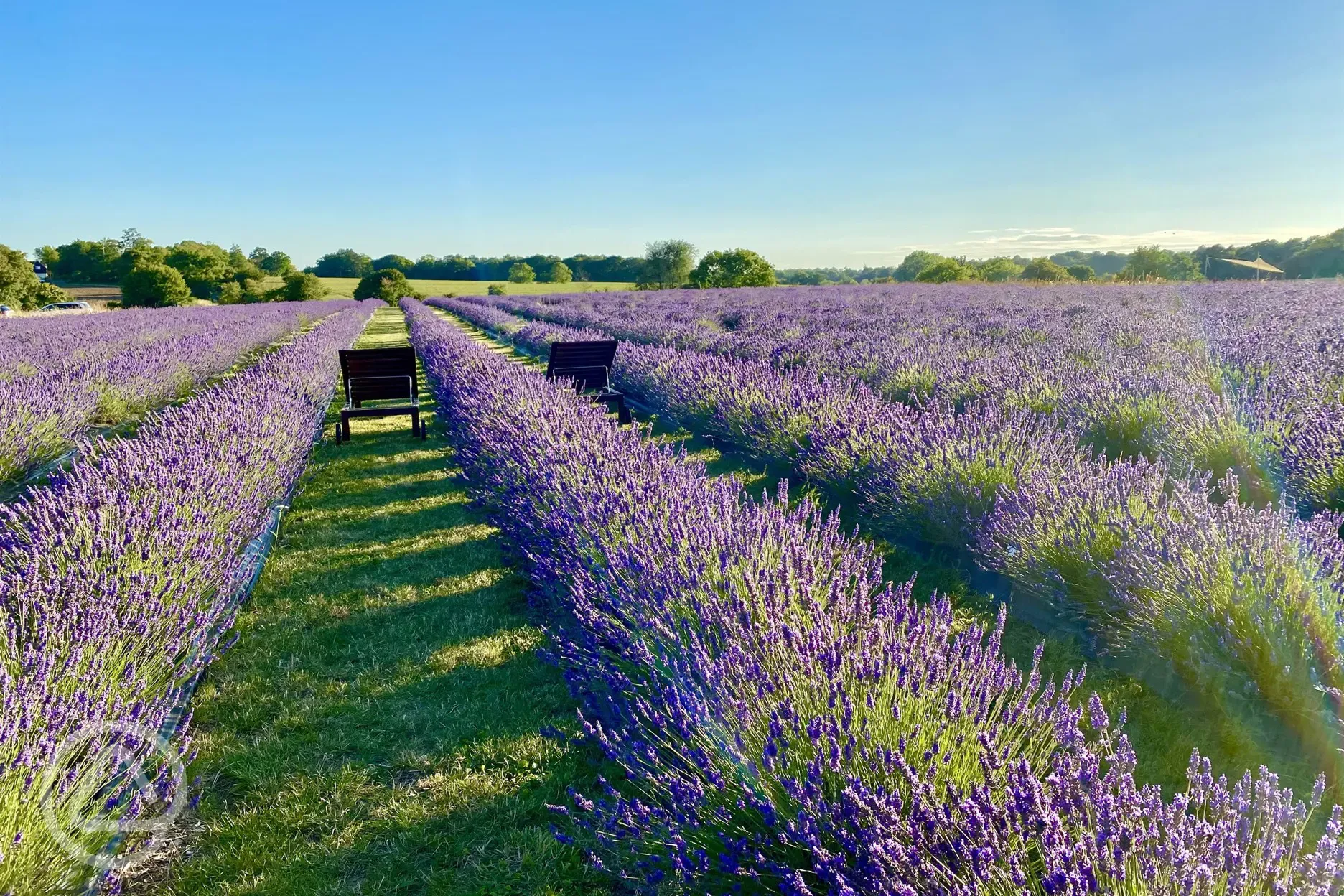 Lavender farm pic