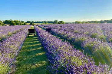 Lavender farm 