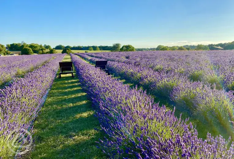 Lavender farm 