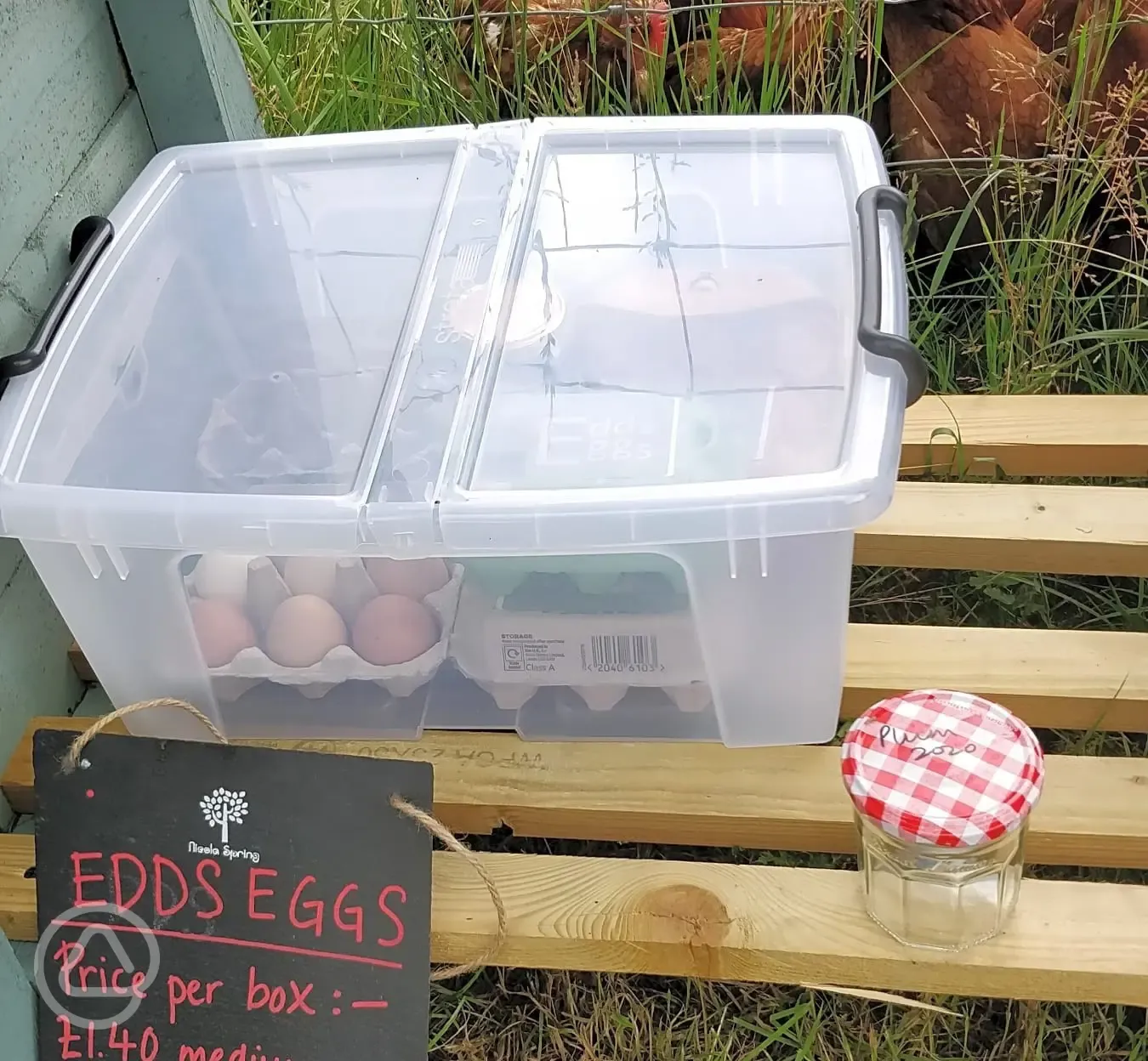 Fresh eggs available to buy