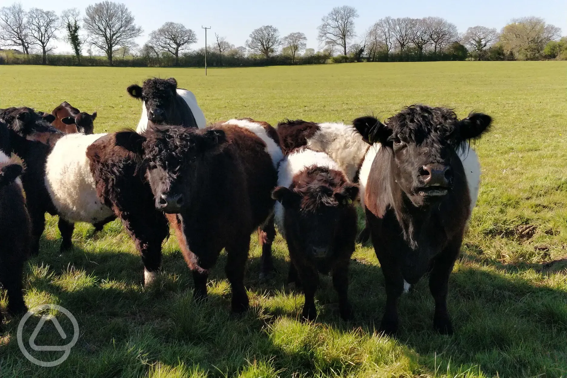 Cows in the neighbouring fields 