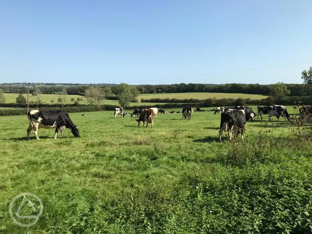 Dairy cows out in the local fields 