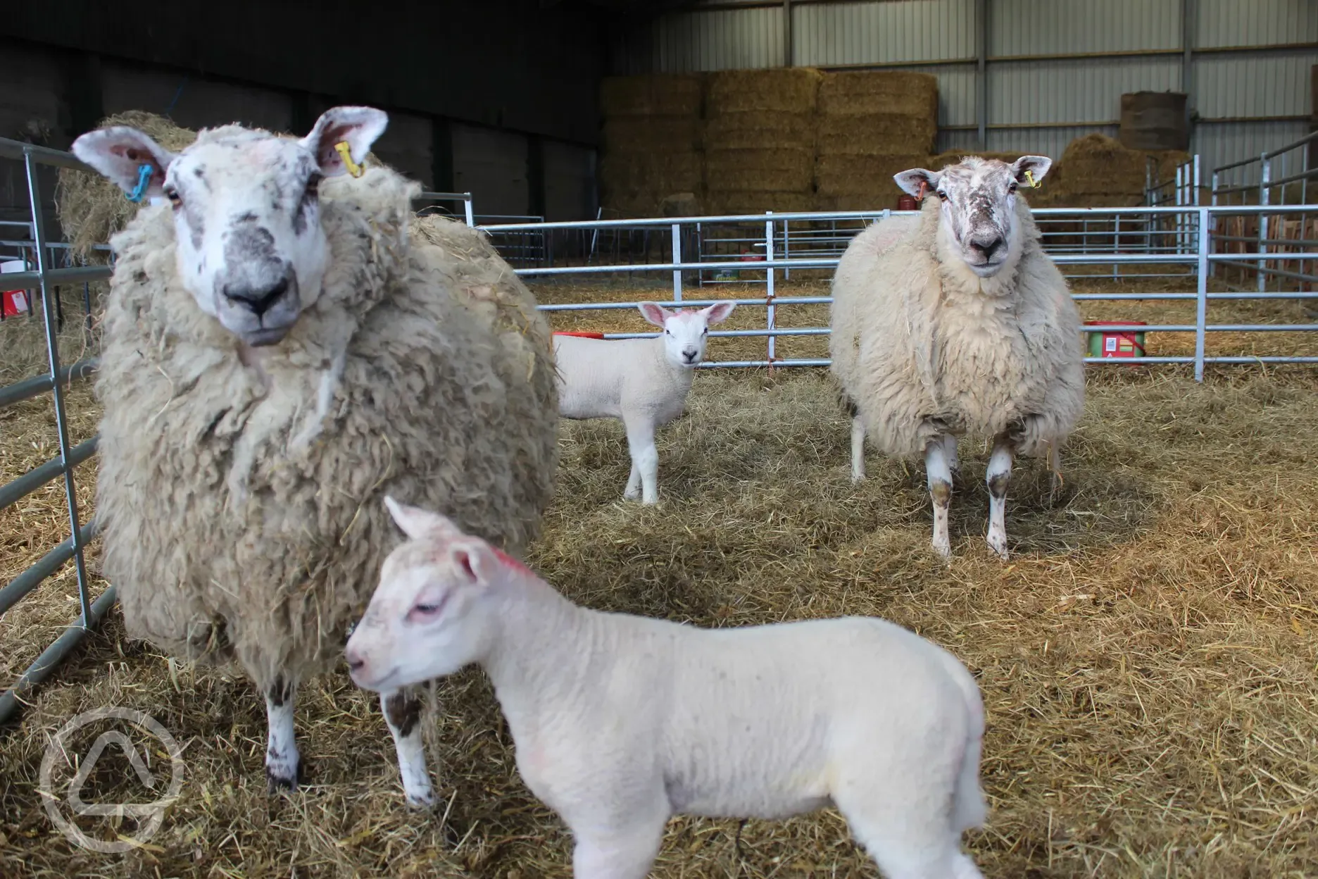 Sheep