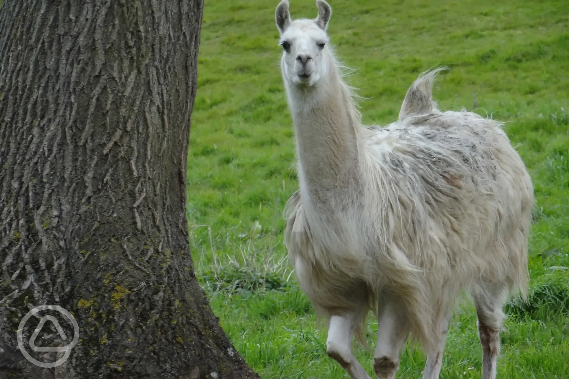 One of our Llamas