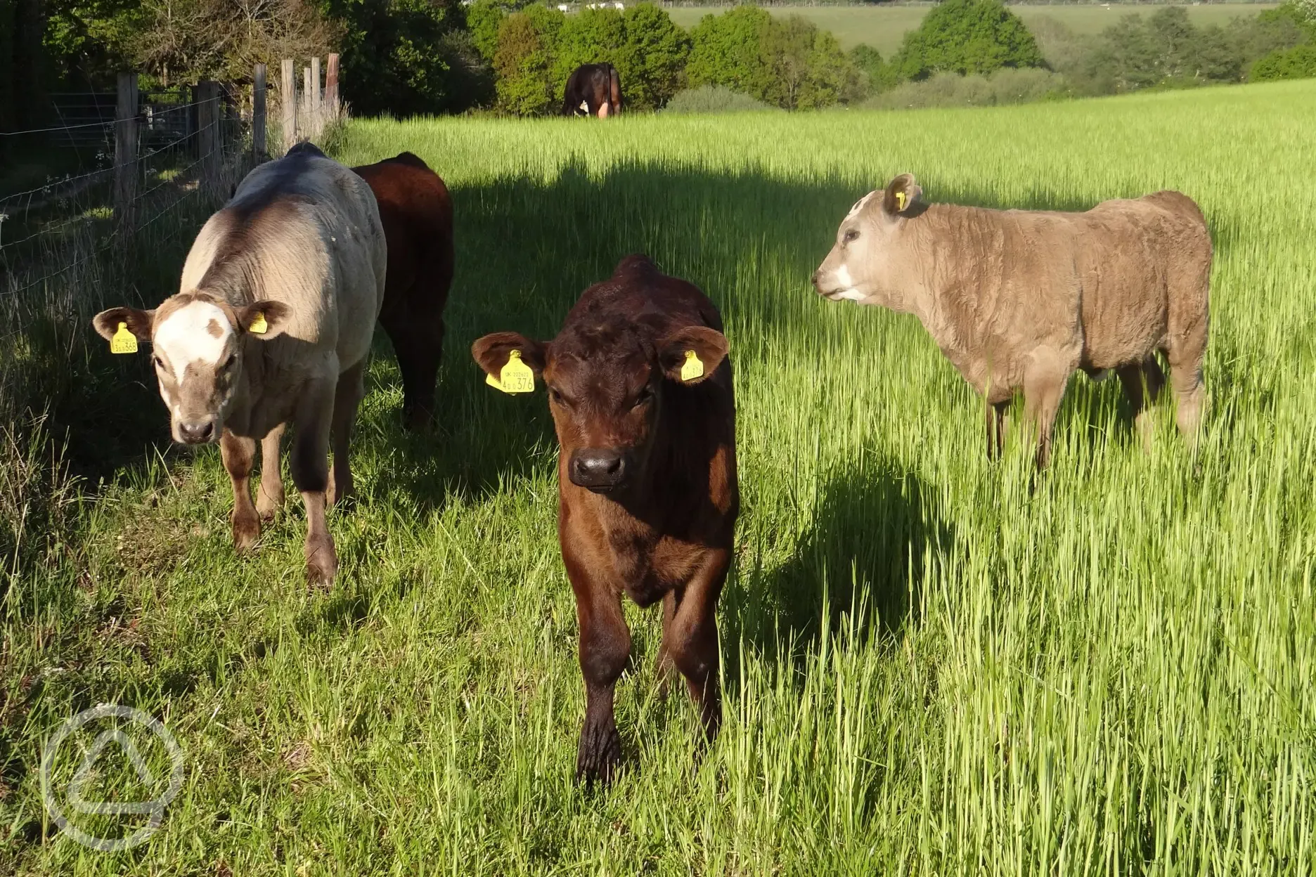 Calves on Farm
