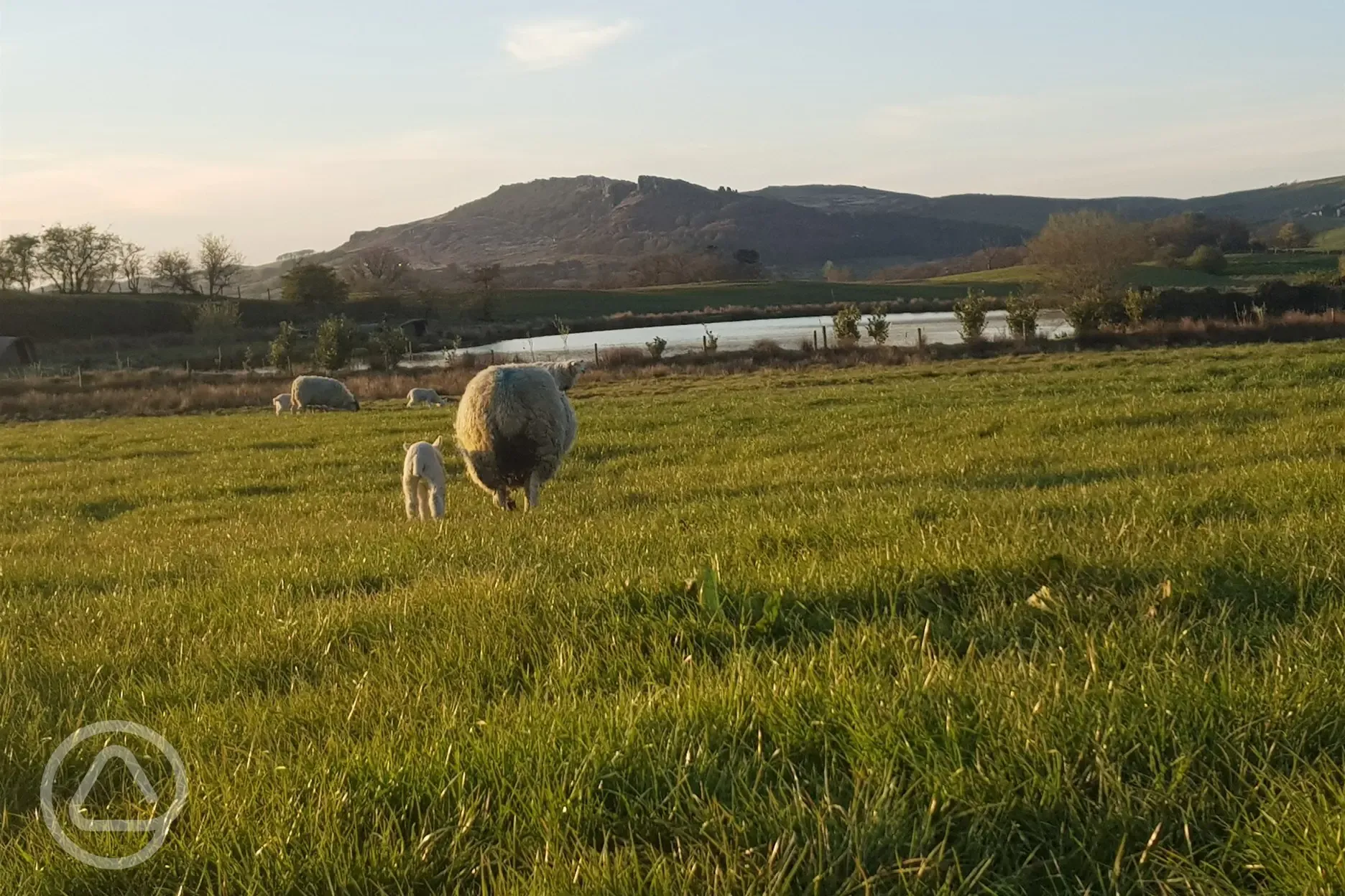 Sheep onsite