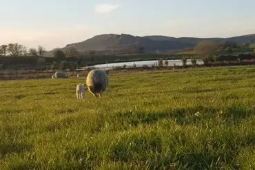 Sheep onsite