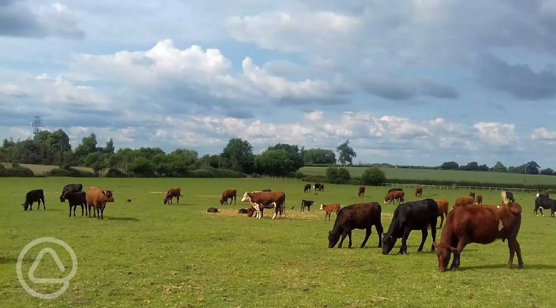 Cattle in nearby fields