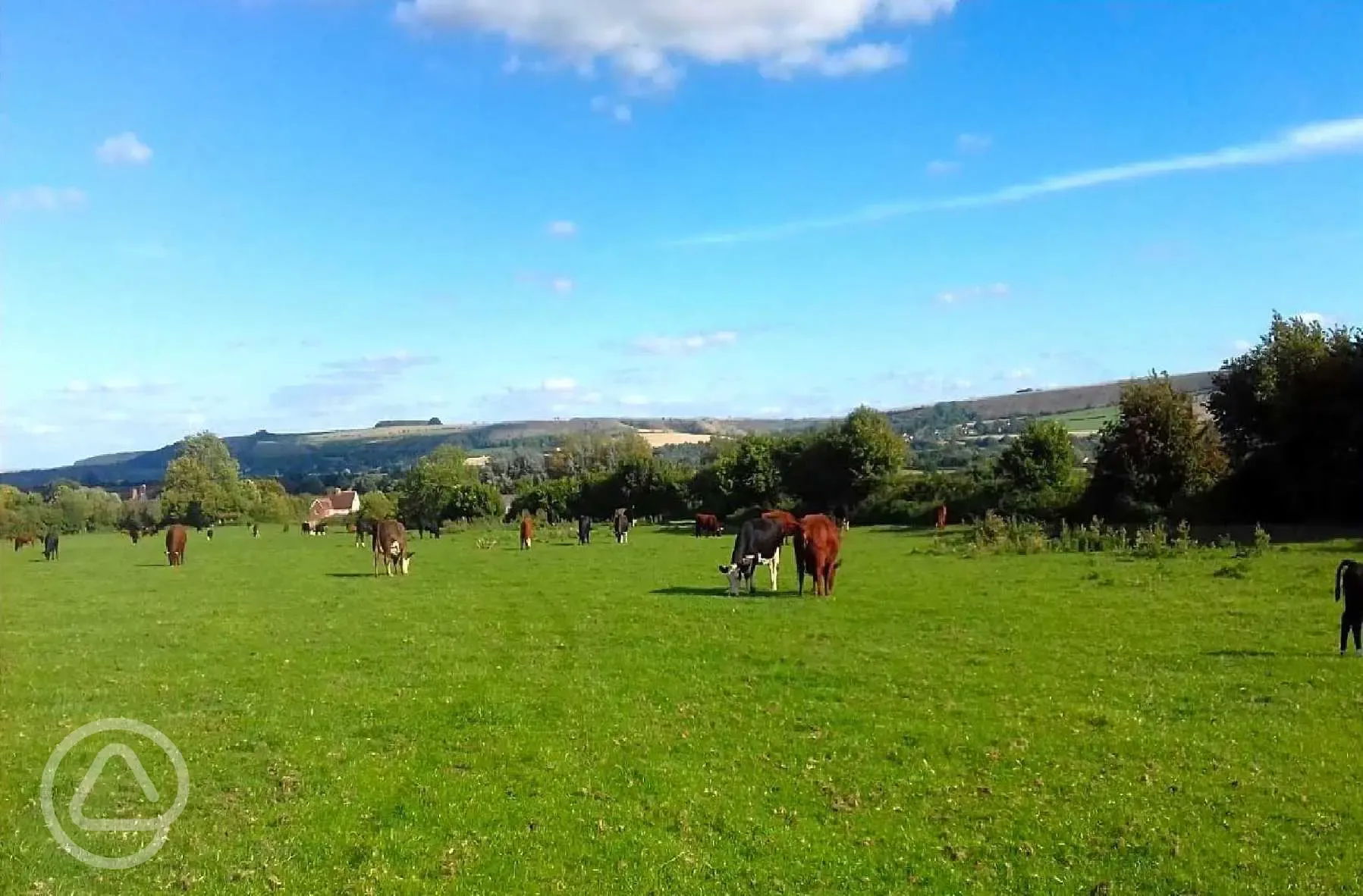 Cattle in nearby fields