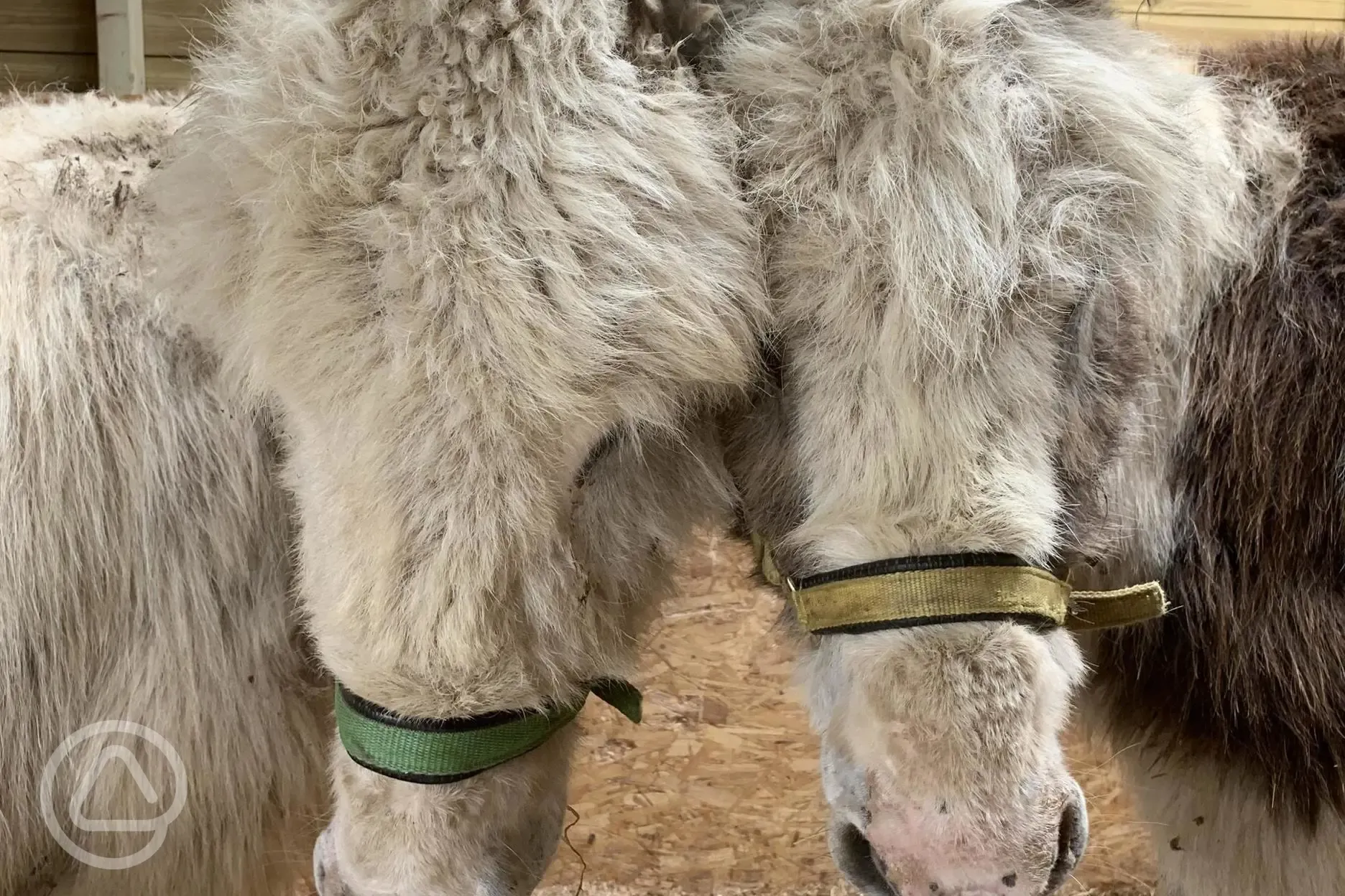 Gwyneth and Myfanwy the donkeys