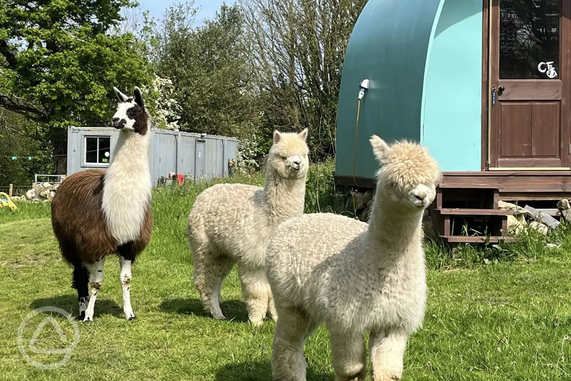 Alpacas