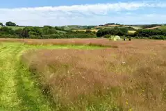 Non electric grass tent pitches