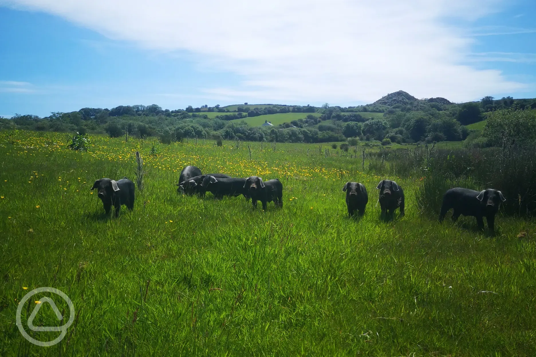 The Cornish Black Pig residents!