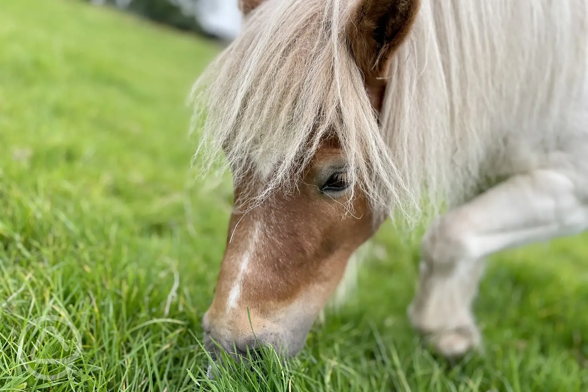 Shetland pony at Abbey Farm
