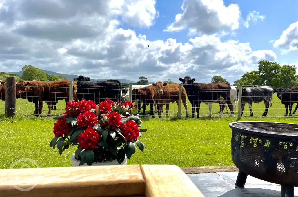 Cows at Abbey Farm Caravan and Glamping