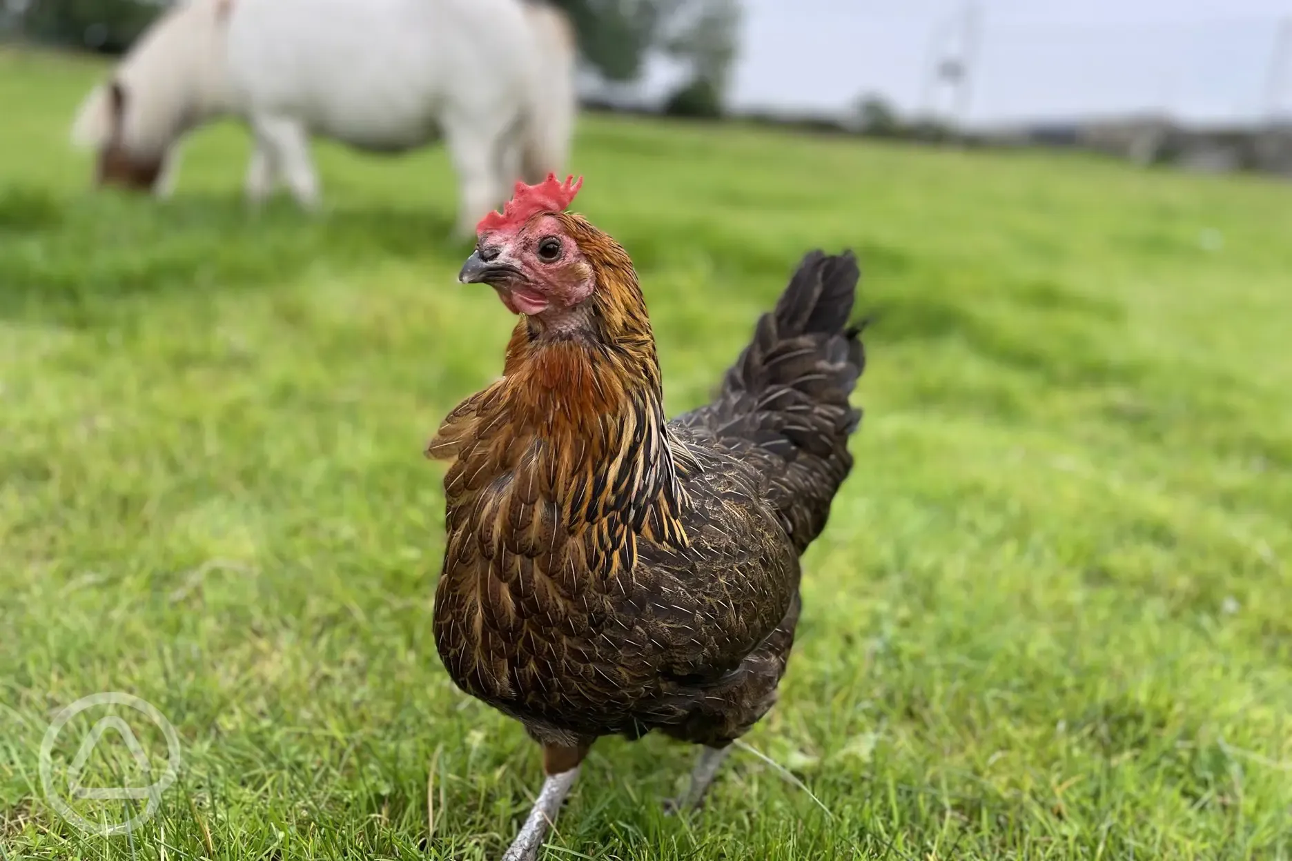 Chickens at Abbey Farm
