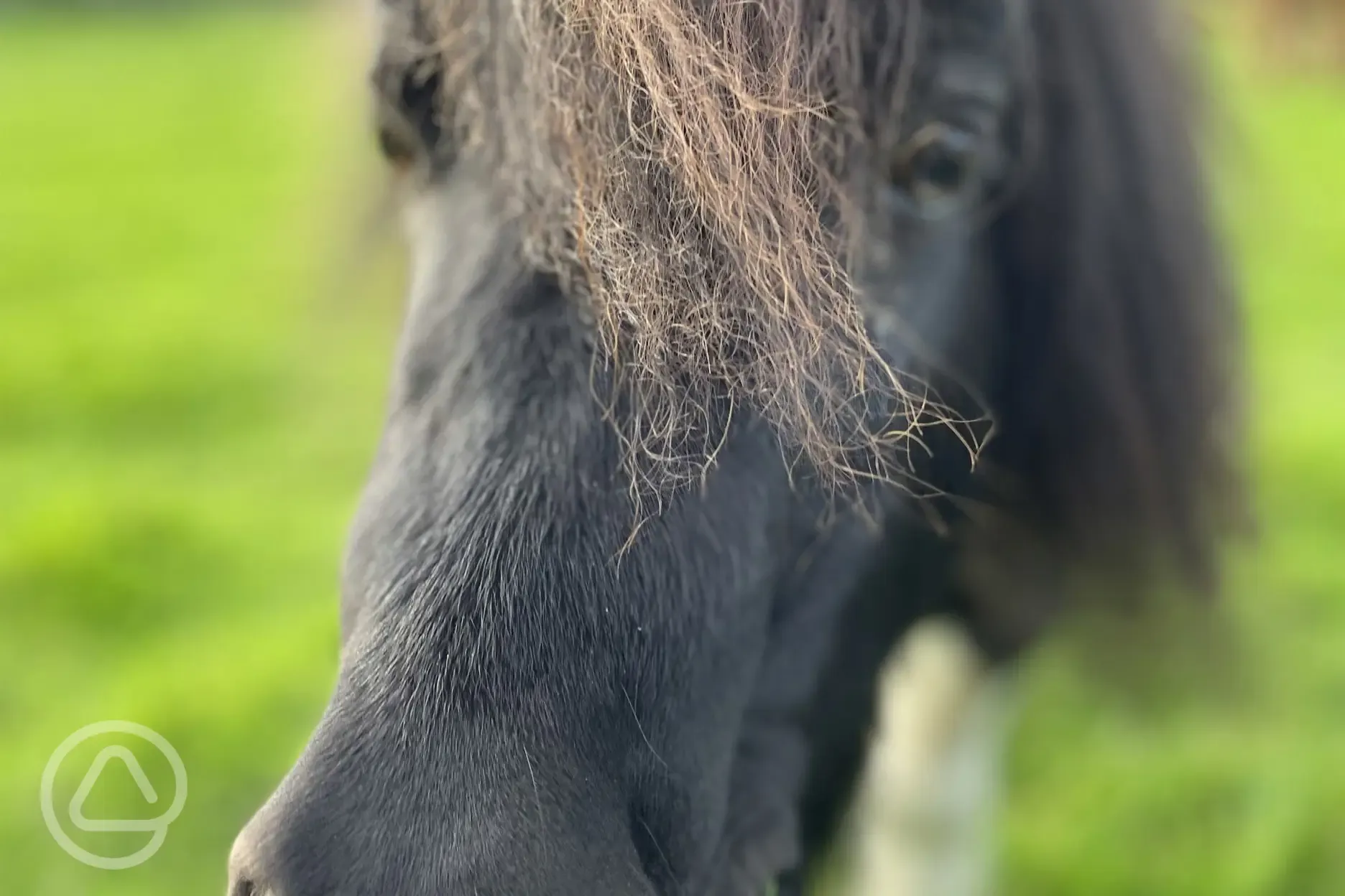 Pony at Abbey Farm