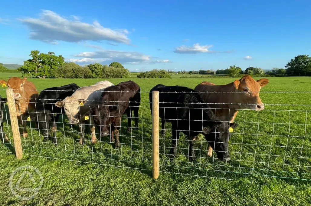 Cows at Abbey Farm