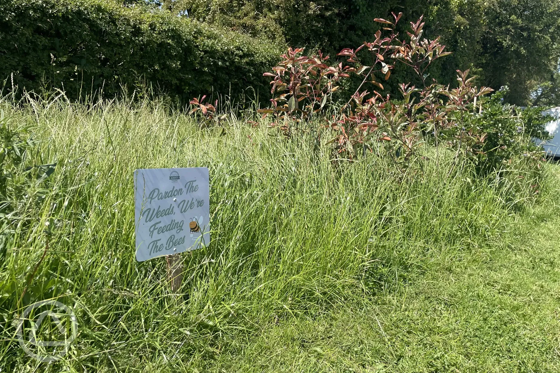 Re-wilding area at Abbey Farm Caravan and Glamping