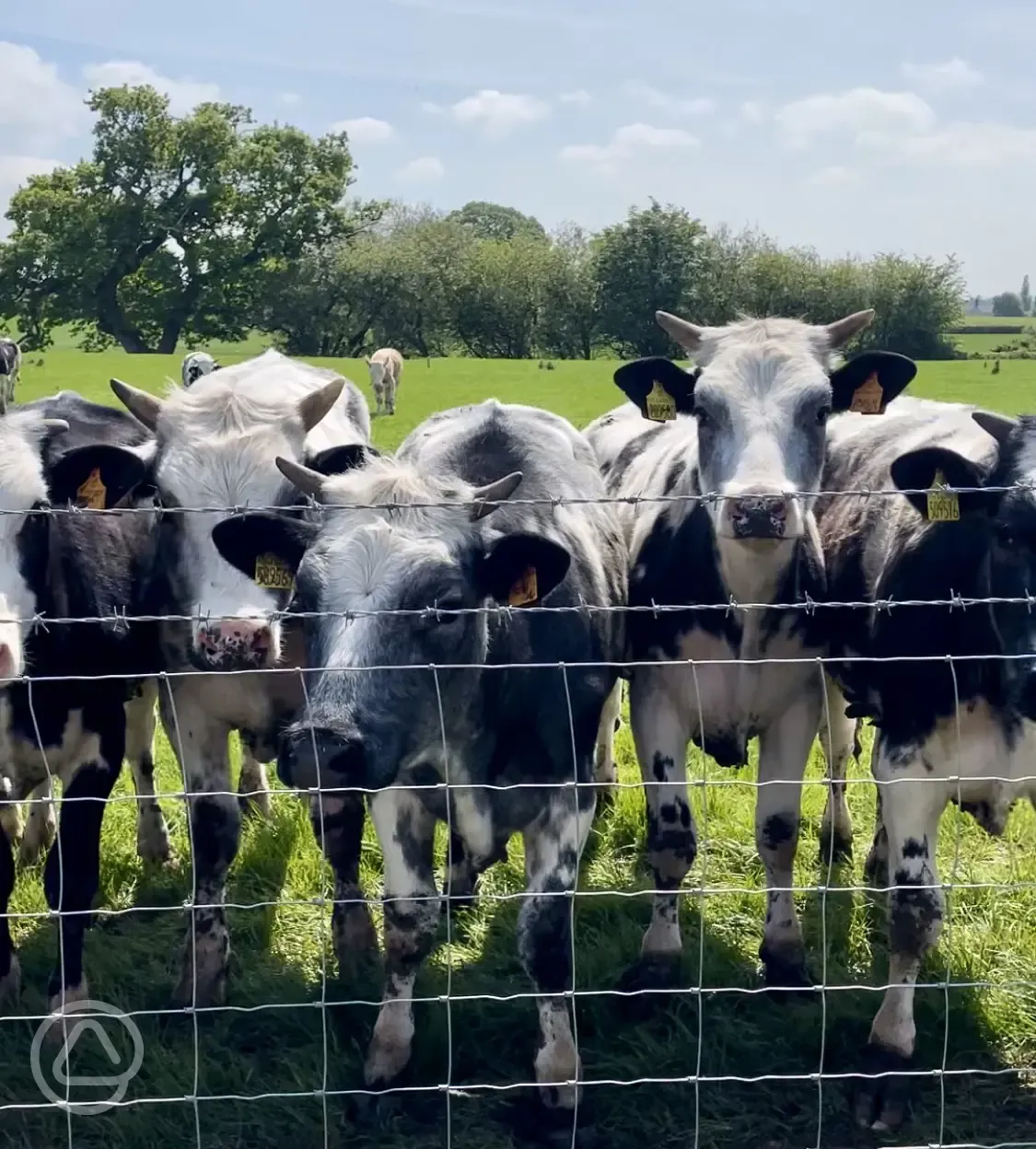 Cows at Abbey Farm