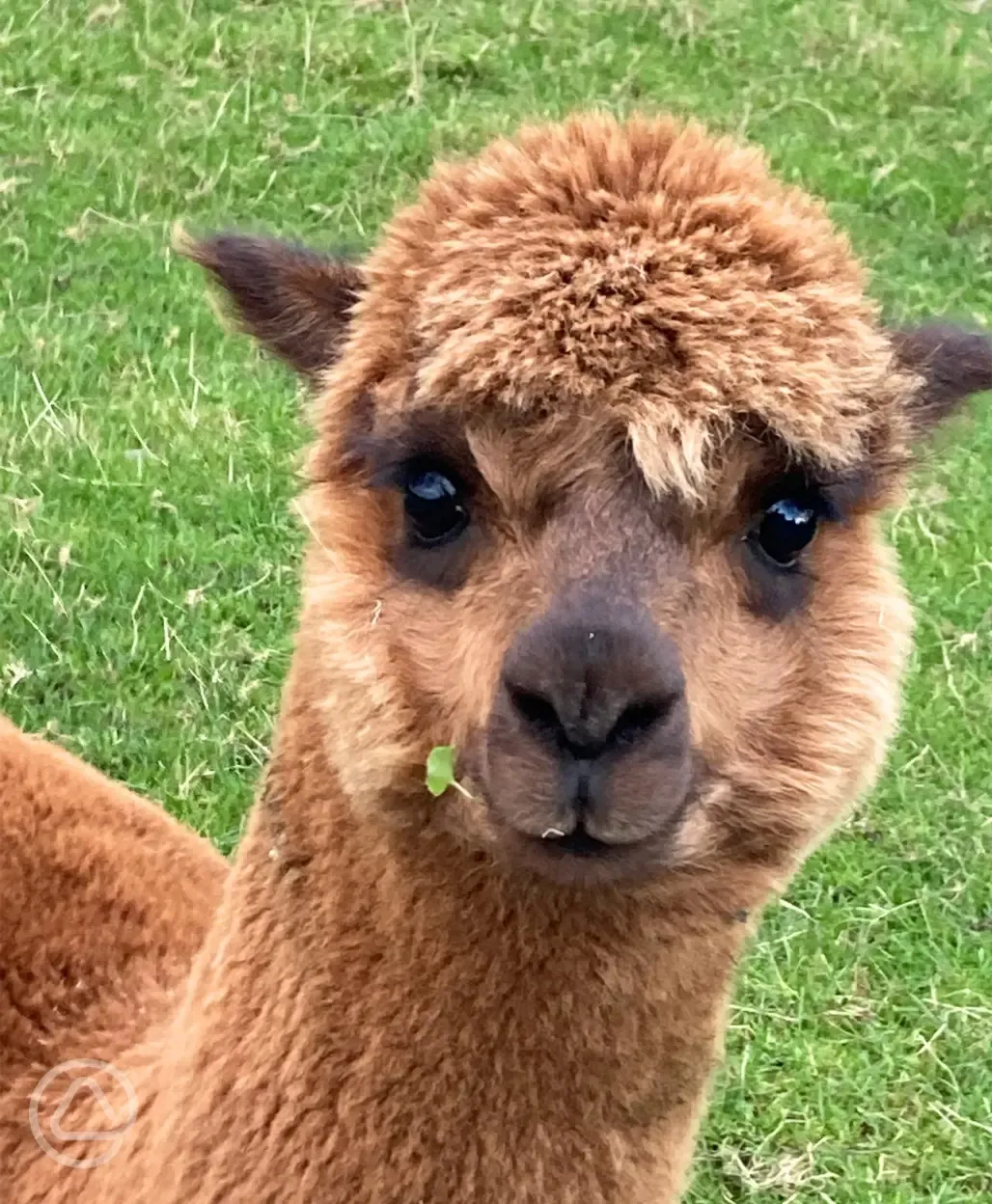 Alpaca